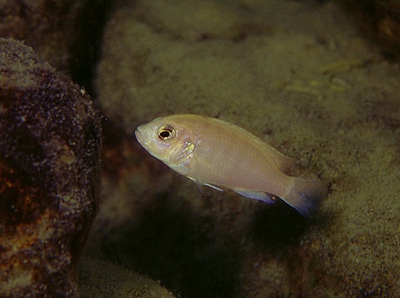 Labidochromis chisumulae 'Chizumulu Island'